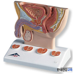 한국건강교육,심폐소생술마네킹