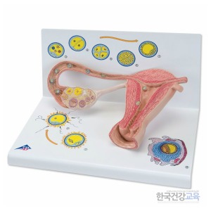 임신교육용품 수정 및 배아발달 단계모형 L01
